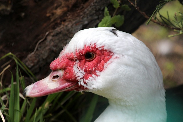 前判斷對手 前判斷對手